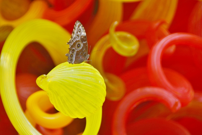 butterfly on Chihuly art